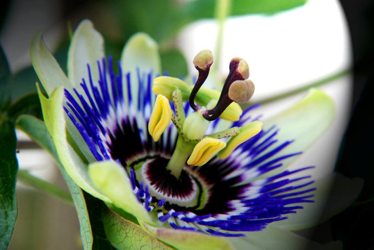 花園