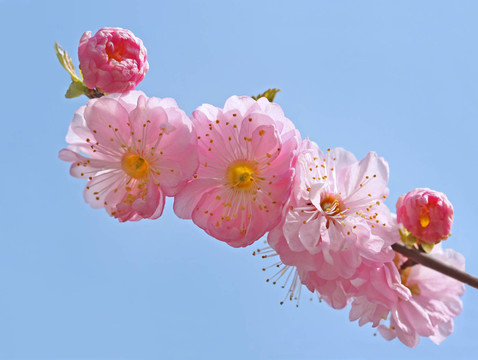 櫻花