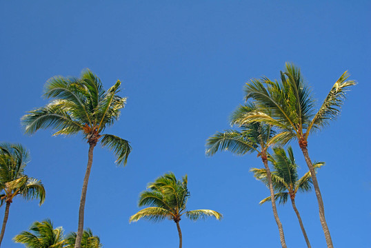palm crowns