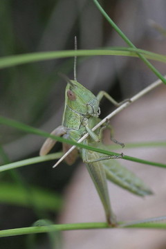 蚱蜢