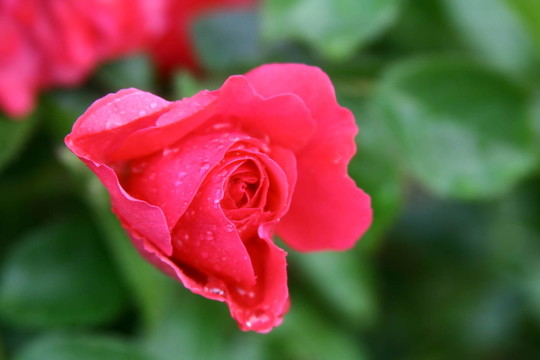 花卉