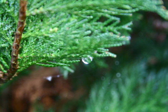 雨滴