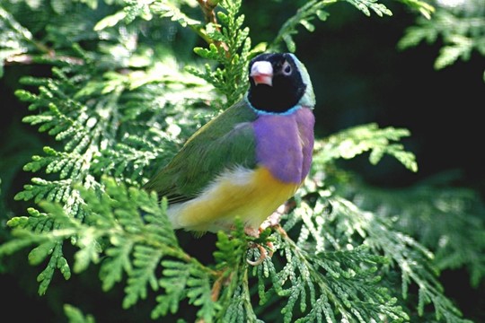 胡錦鳥