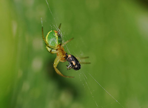krabbenspinne晚餐