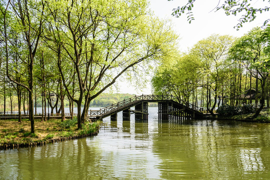 西湖邊木橋
