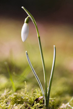 雪花蓮