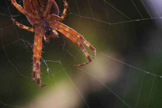 kreuzspinne
