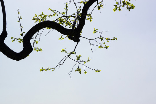 畫意樹枝
