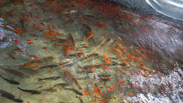 公園  魚池