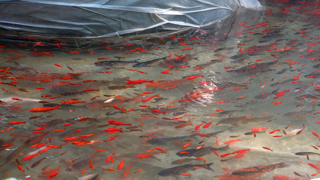 金魚 魚池 魚塘