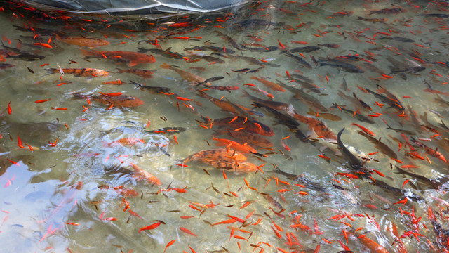 金魚養(yǎng)殖