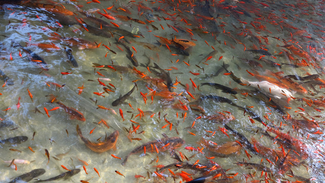 金魚 魚苗