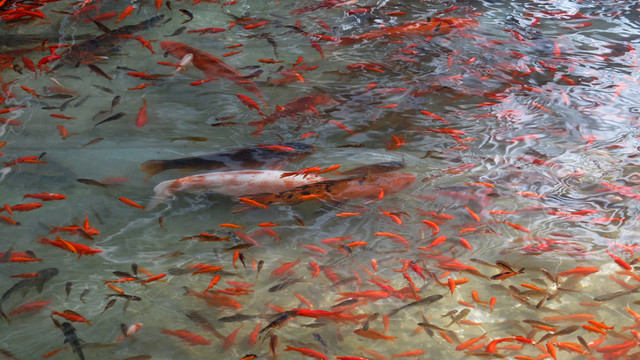 魚苗 小魚