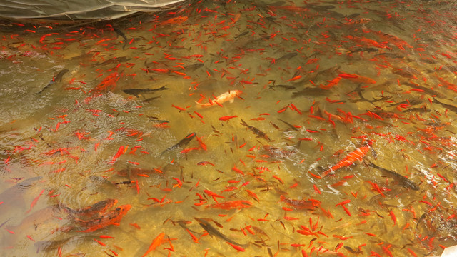金魚苗 金魚繁殖