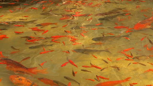 金魚 魚塘