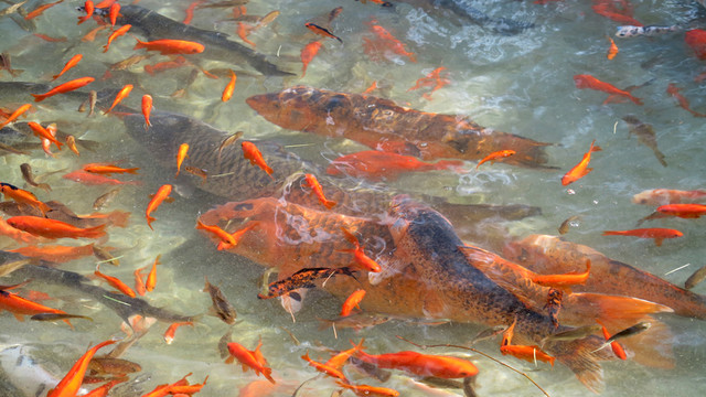 池塘金魚
