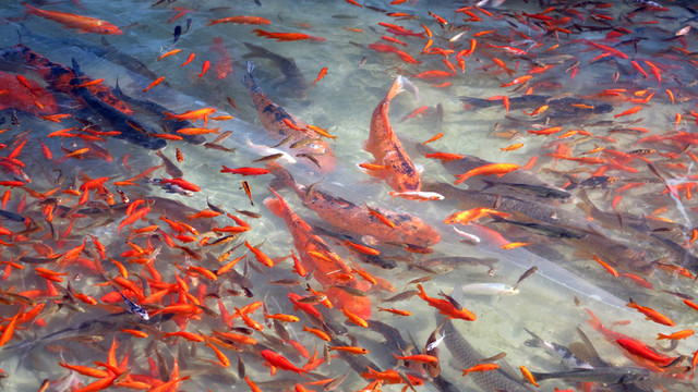 觀賞魚(yú) 魚(yú)塘