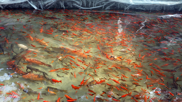 公園 魚池  魚塘