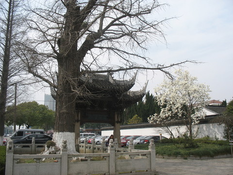 古樹