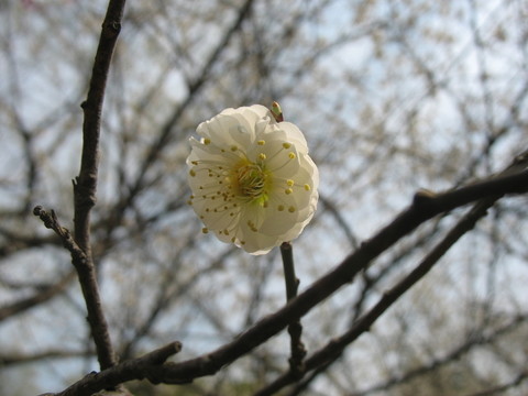白梅花