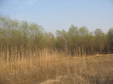 濕地植被