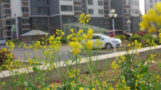 小區(qū)油菜花 小區(qū)綠化
