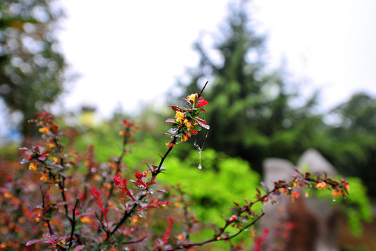 雨后樹木