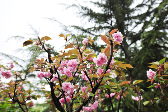 櫻花 櫻花園