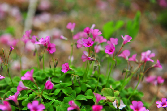 花草背景 小花