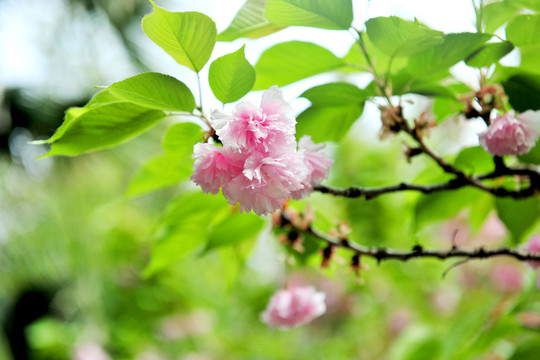 櫻花