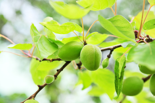 青杏 杏樹(shù)