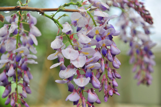 園林景觀 紫藤花開(kāi)