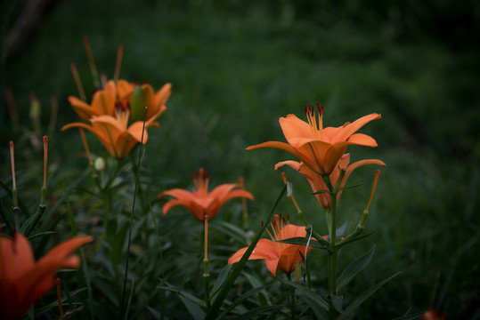 百合花
