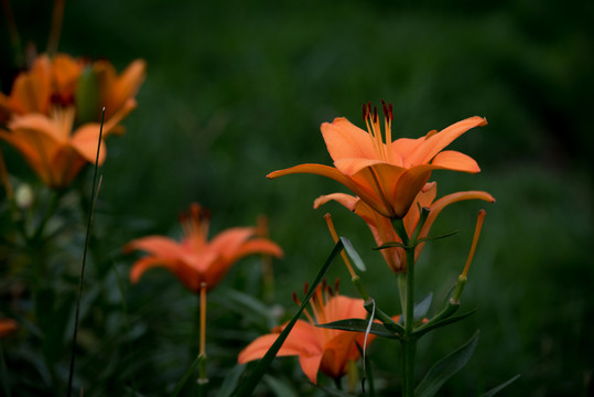 百合花