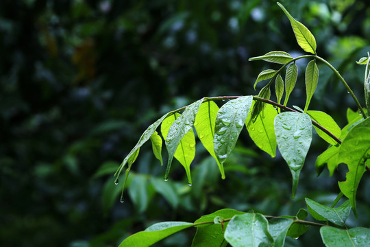 雨中綠葉