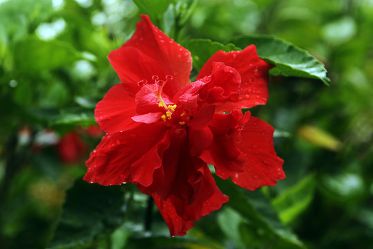 重瓣朱槿 木槿花