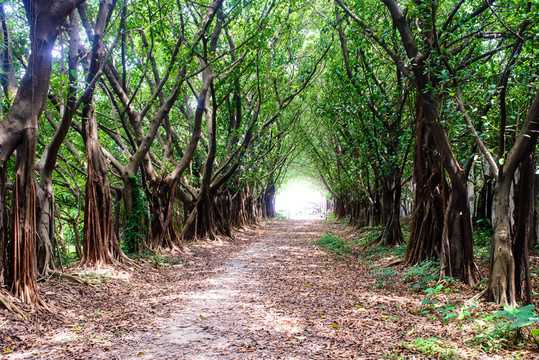 陽光樹林小路