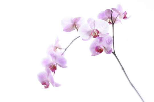 蘭花