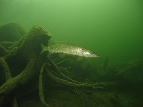 赫克特在erlaufsee