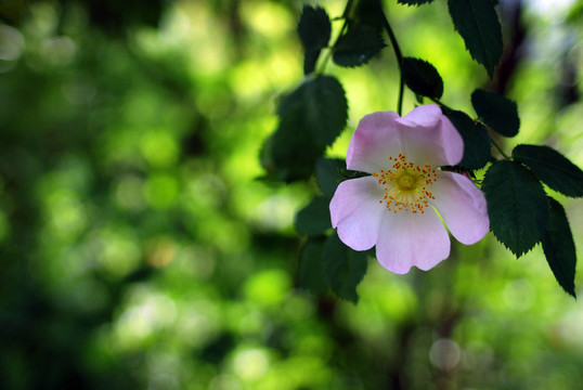 狗薔薇