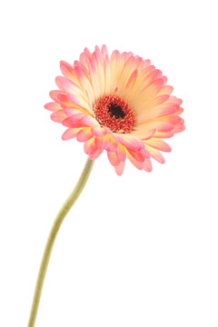 非洲菊