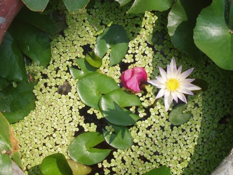 莉莉