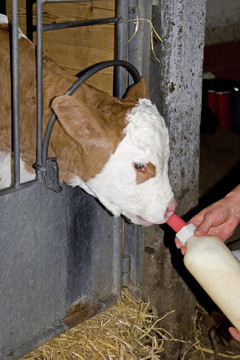 犢牛飼養(yǎng)