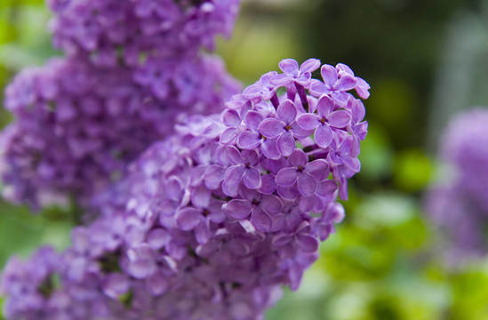 丁香花