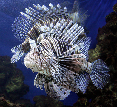 獅子魚