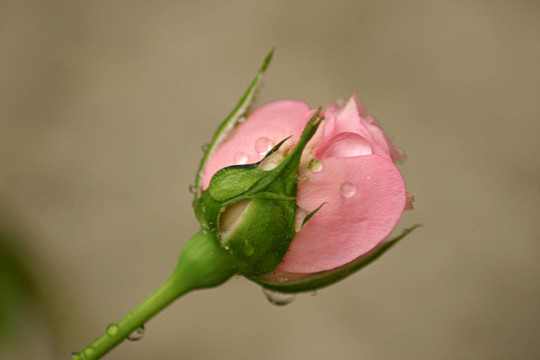 花園