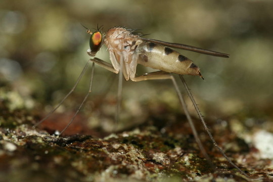 Langbein