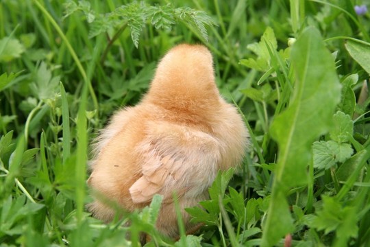花園