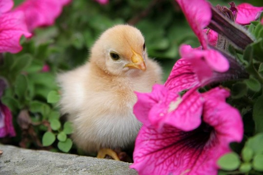 花園