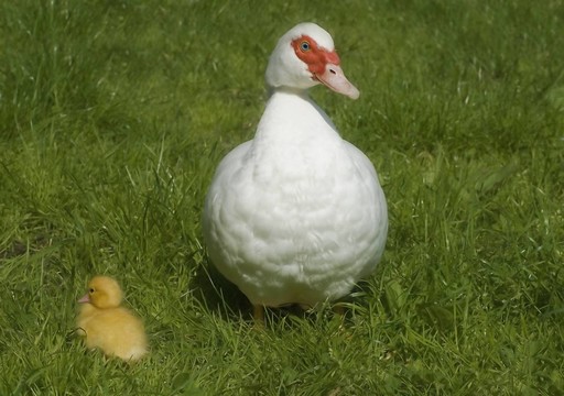 動物